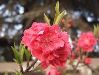 绣球花/八仙花的花语|变心见异思迁！