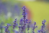 白菊花代表什么意思 白菊的花语和寓意