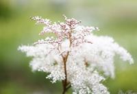 杜鹃花的花语，我永远属于你
