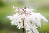 适时种植秋芸豆