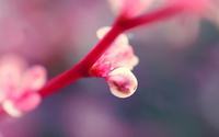 多种郁金香花语
