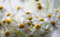 芙蓉花的花语，平凡中的高洁